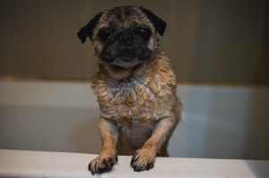 5 Benefits of Oatmeal Shampoo for Your Canine Companion 5 Benefits of Oatmeal Shampoo for Your Canine Companion