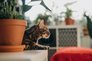 Litter box tips for new cat moms Litter box tips for new cat moms